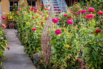 Fototapeta premium Gartenblumen