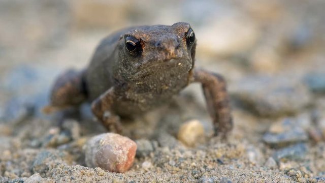 Little common toad (Bufo bufo)
