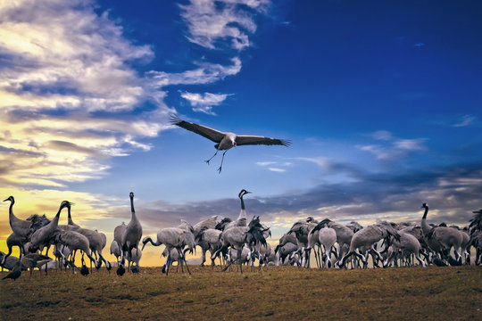 Cranes.
