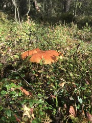 Little Boletus (lat. Leccinum) in the autumn forest of the Novgorod region. Russia 6