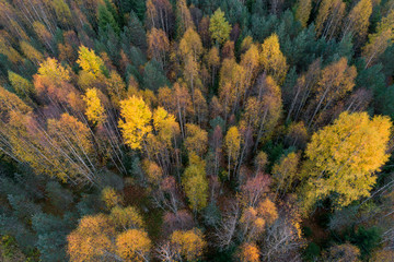 Aerial view of colorful fall foliage of boreal forest in nordic country