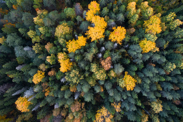 Aerial view of colorful fall foliage of boreal forest in nordic country