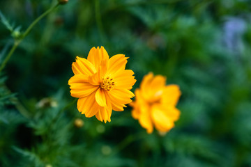 Orange blossom cosmos flower in bush