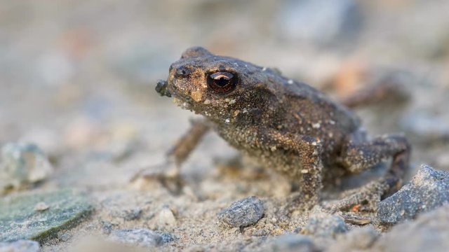 Little common toad (Bufo bufo)