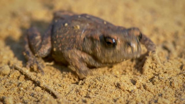 Little common toad (Bufo bufo)