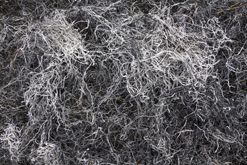 Burnt grass