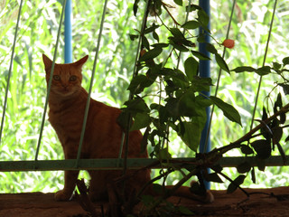 Cat in a restaurant