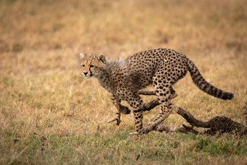 Obraz na płótnie Canvas Cheetah cub jumping over log in grass