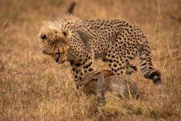 Cheetah cub licks lips at scrub hare