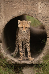 Cheetah cub looking down stands in pipe