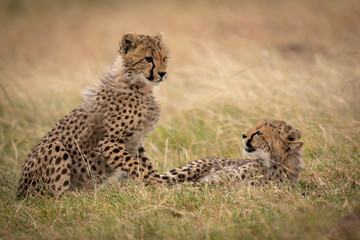 Cheetah cub lying in grass watches another