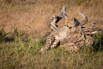 Cheetah cub lying on log in grass