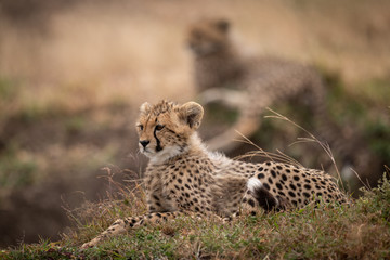 Cheetah cub lying on grass behind another
