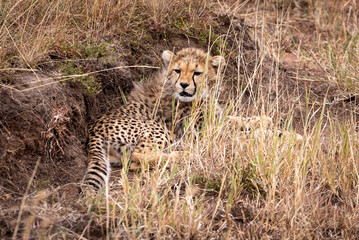 Cheetah cub lying under bank in grass