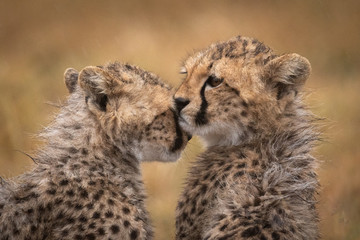 Obraz premium Cheetah cub nuzzles another in the rain