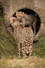 Cheetah cub nuzzles mother from concrete pipe