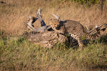 Cheetah cub on crouching on dead log