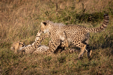 Cheetah cub on ground fights off another