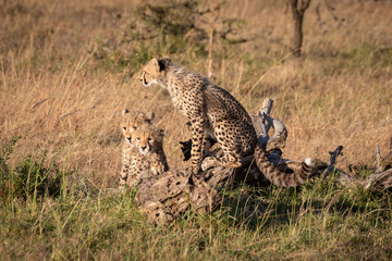 Cheetah cub on log with two others