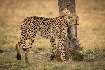 Cheetah cub on hind legs nuzzles mother