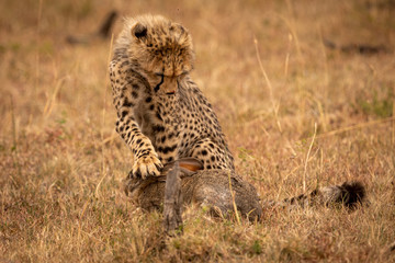 Cheetah cub paws scrub hare in grass