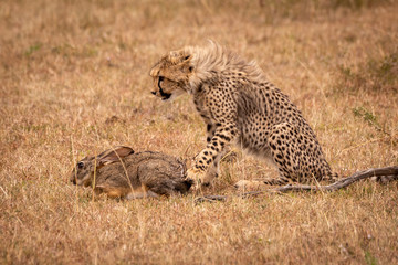 Cheetah cub paws scrub hare in savannah