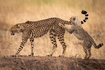 Cheetah cub on hind legs paws mother