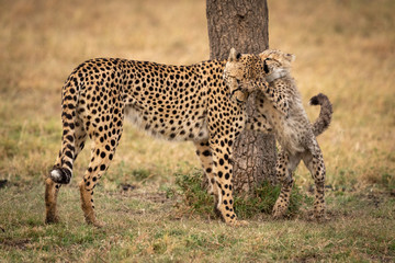 Cheetah cub paws mother beside tree trunk