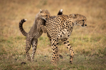 Cheetah cub paws mother on grassy plain