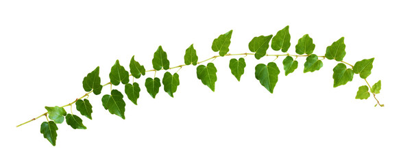 Closeup of ivy twig with small green leaves