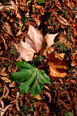 dried leaves closely photographed