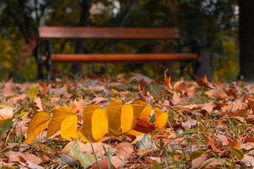 dried leaves closely photographed