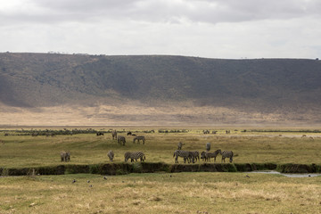 Fototapeta na wymiar Panoramic view inside Ngorongoro crater, Tanzania, Africa