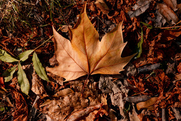 dried leaves closely photographed