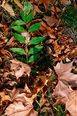 dried leaves closely photographed