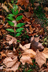 dried leaves closely photographed