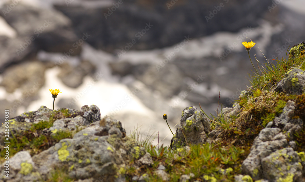 Wall mural two yellow blossom of a giant catsear (hypochaeris uniflora) growing on the rock