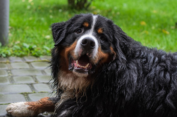 Rain-soaked Berner Sennenhund dog during a walk on the street