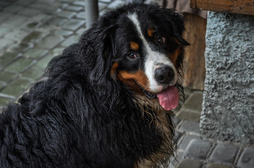 Rain-soaked Berner Sennenhund dog during a walk on the street