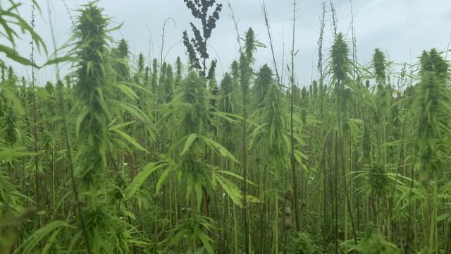 Flying trough cannabis heads on a field