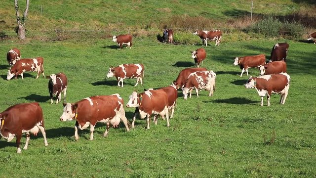 Milchk&uuml;he auf der Weide