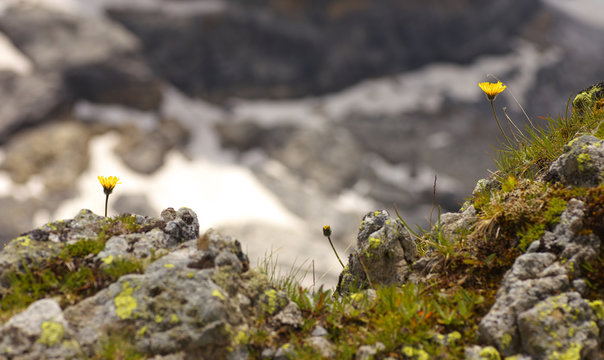 Two yellow blossom of a giant catsear (hypochaeris uniflora) growing on the rock