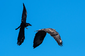 Common Buzzard, Buteo buteo vs. Carrion Crow, Corvus Corone