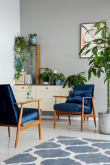 Fototapeta na wymiar Patterned carpet next to blue armchairs in grey apartment interior with plants on cabinet. Real photo