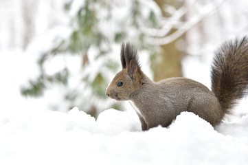 雪の中のエゾリス