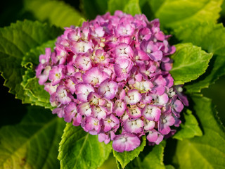 Small cluster of small, pink hydrangeas 2