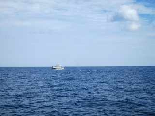 ホエールウオッチング（クジラ）