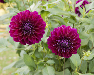 The dahlia (name, Diva) in the dahlia garden Baden Baden near the lichtentaler alley. Baden-Baden,...