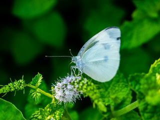 White cabbage butterfly on small white flowers 4
