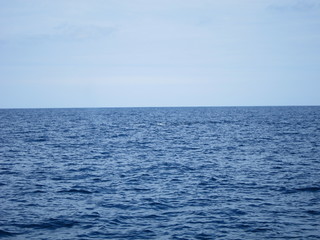 ホエールウオッチング（クジラ）